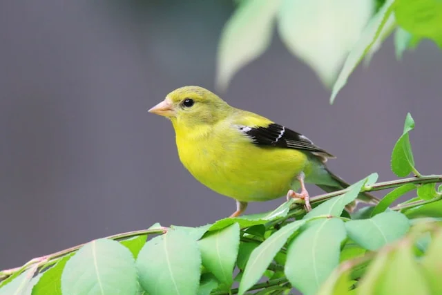 American Goldfinch