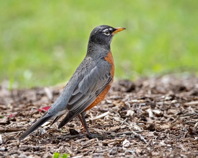 American Robin