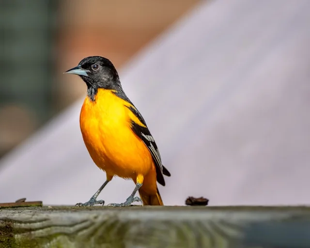 Baltimore Oriole