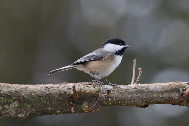 Black-capped Chickadee