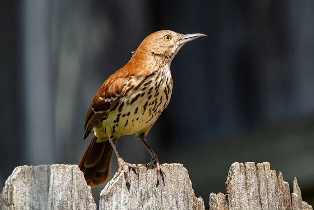 Brown Thrasher