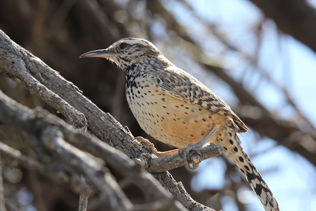 Cactus Wren