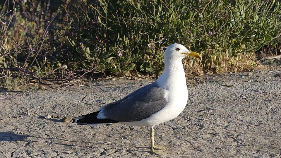 California Gull