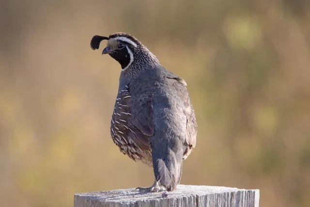 California Quail