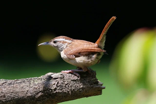 Carolina Wren