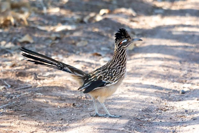 Greater Roadrunner