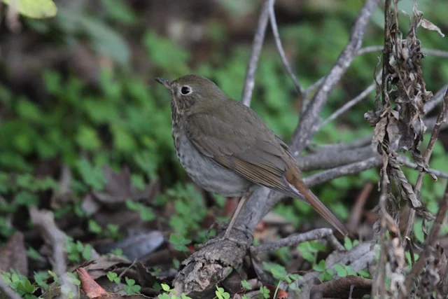 Hermit Thrush