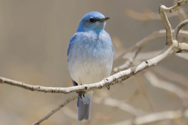 Mountain Bluebird