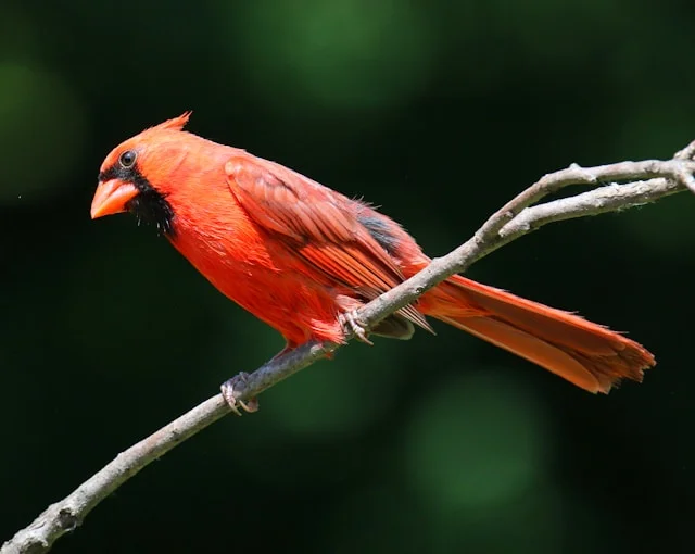 Northern Cardinal