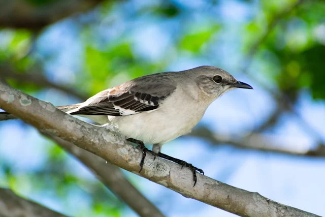 Northern Mockingbird