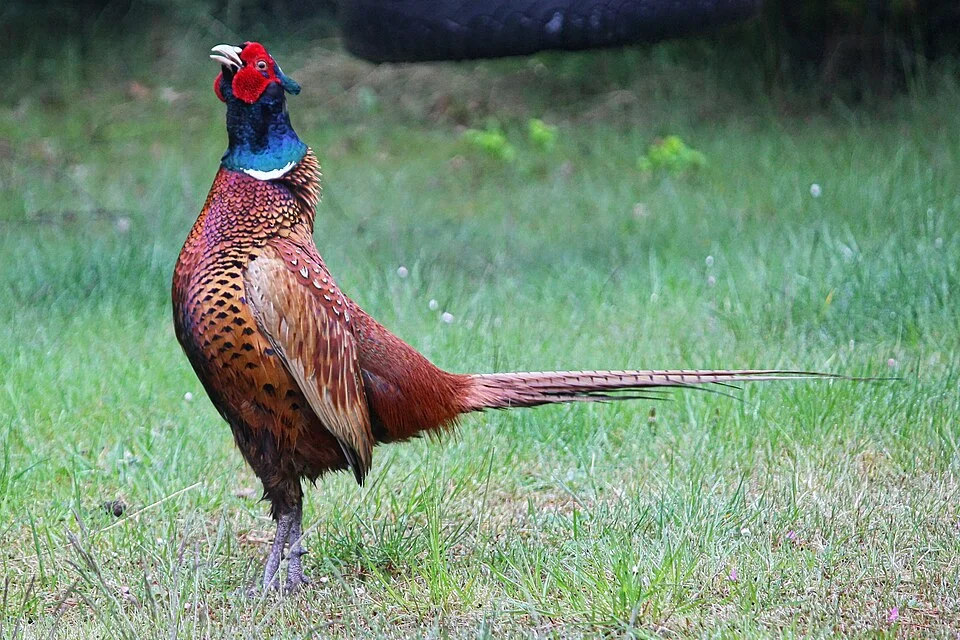 Ring-necked Pheasant