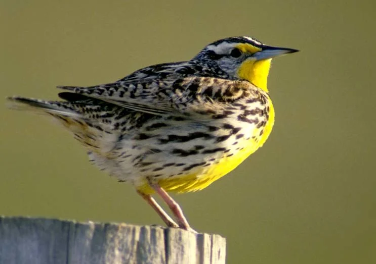 Western Meadowlark