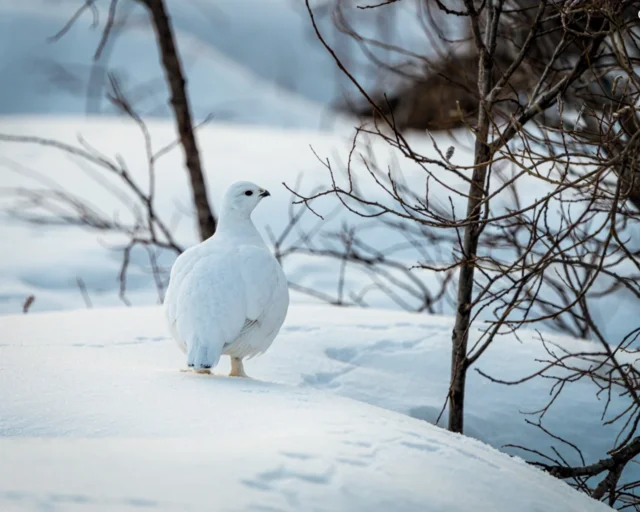 Willow Ptarmigan