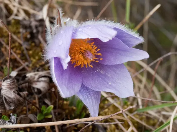 American Pasqueflower