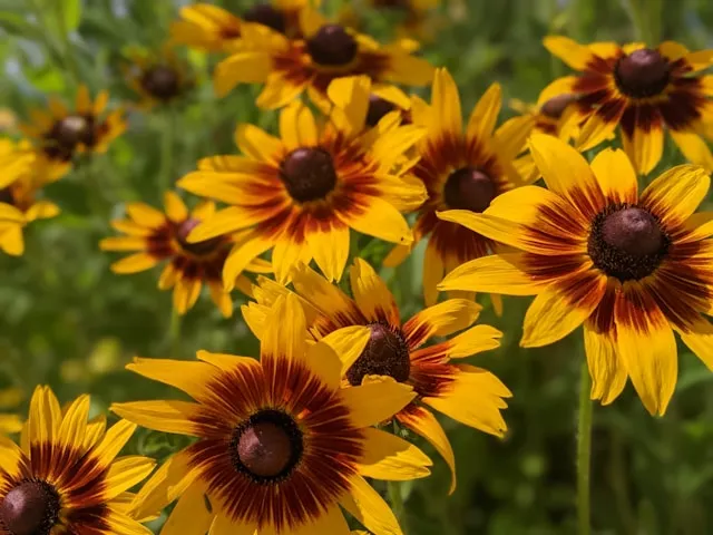 Black-eyed Susan