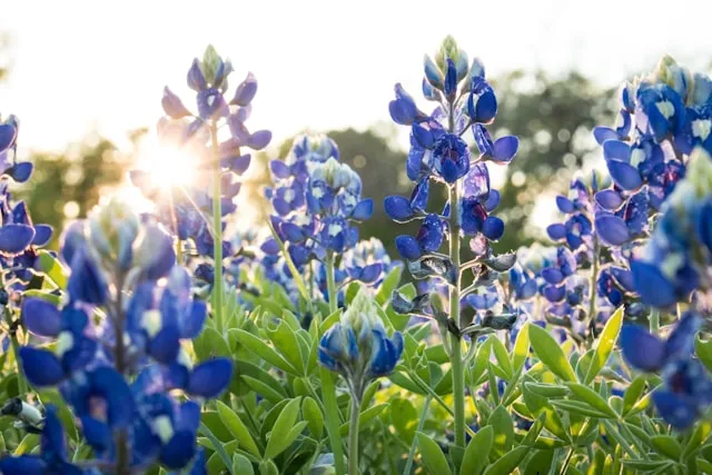Bluebonnet