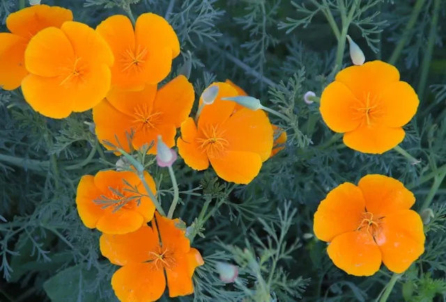 California Poppy