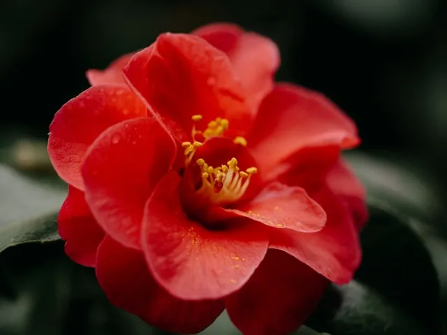 Camellia