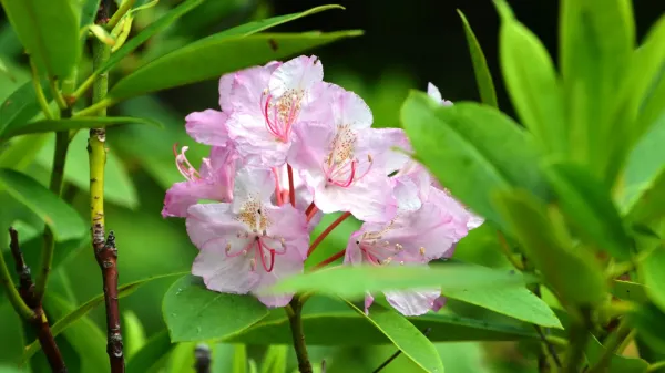 Coast Rhododendron