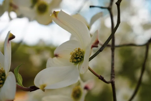 Dogwood