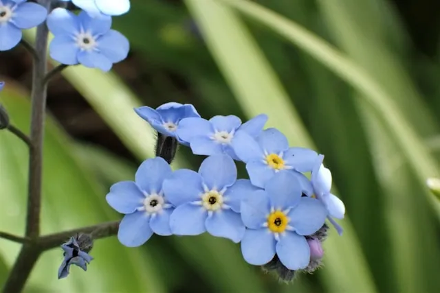 Forget-me-not