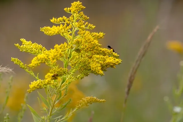 Goldenrod