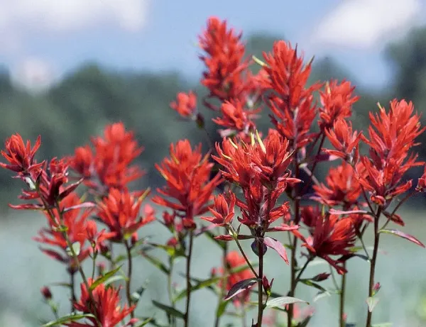 Indian Paintbrush