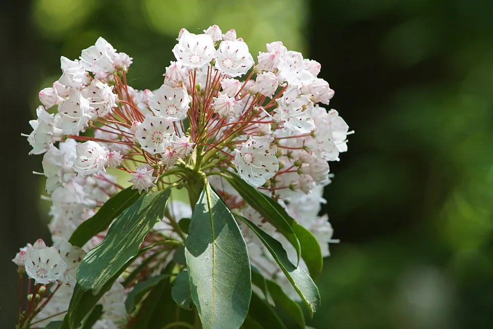 Mountain Laurel