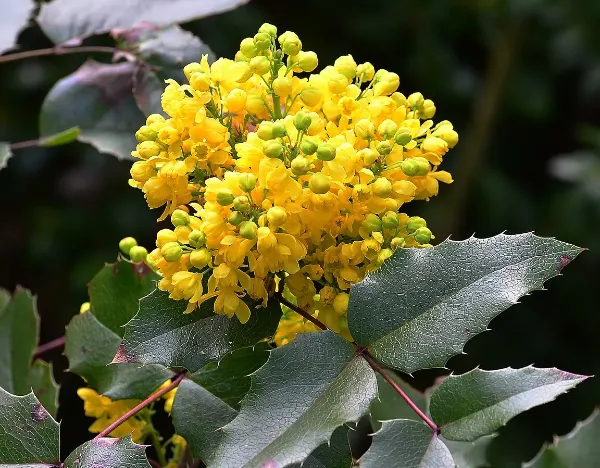 Oregon Grape