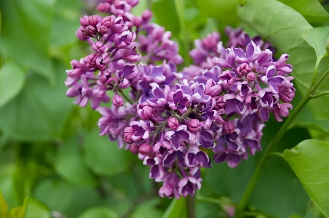 Purple Lilac