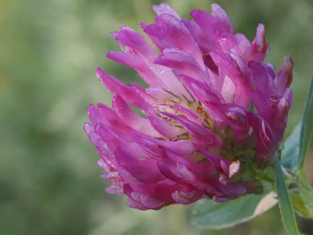 Red Clover