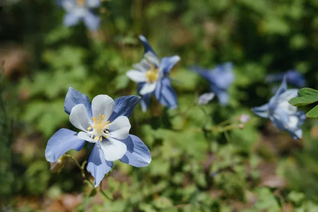 Rocky Mountain Columbine