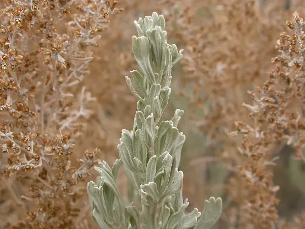 Sagebrush