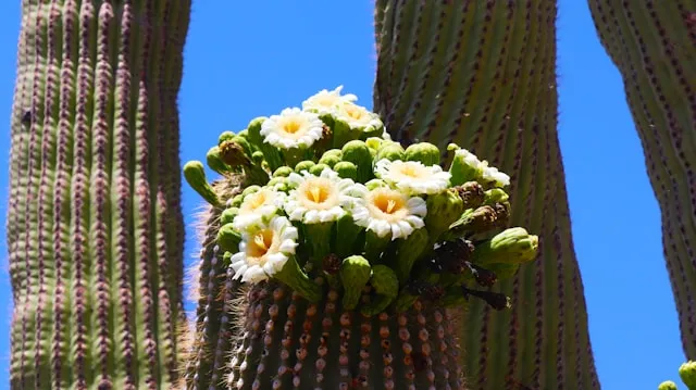 Saguaro Cactus Blossom