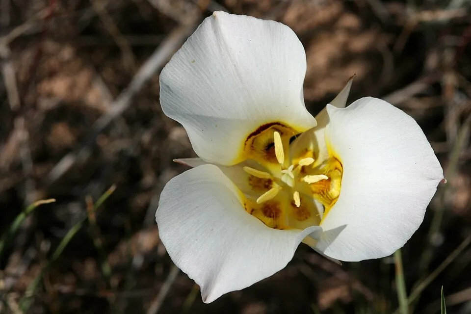 Sego Lily