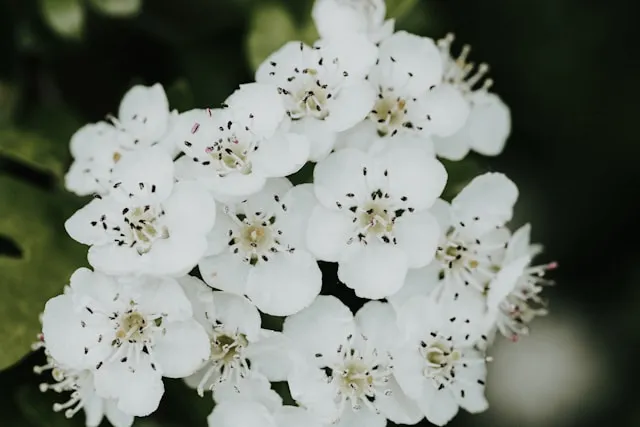 White Hawthorn Blossom