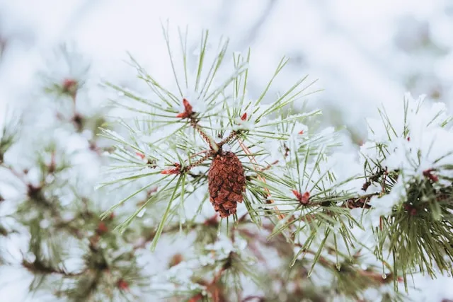 White Pine Cone and Tassel