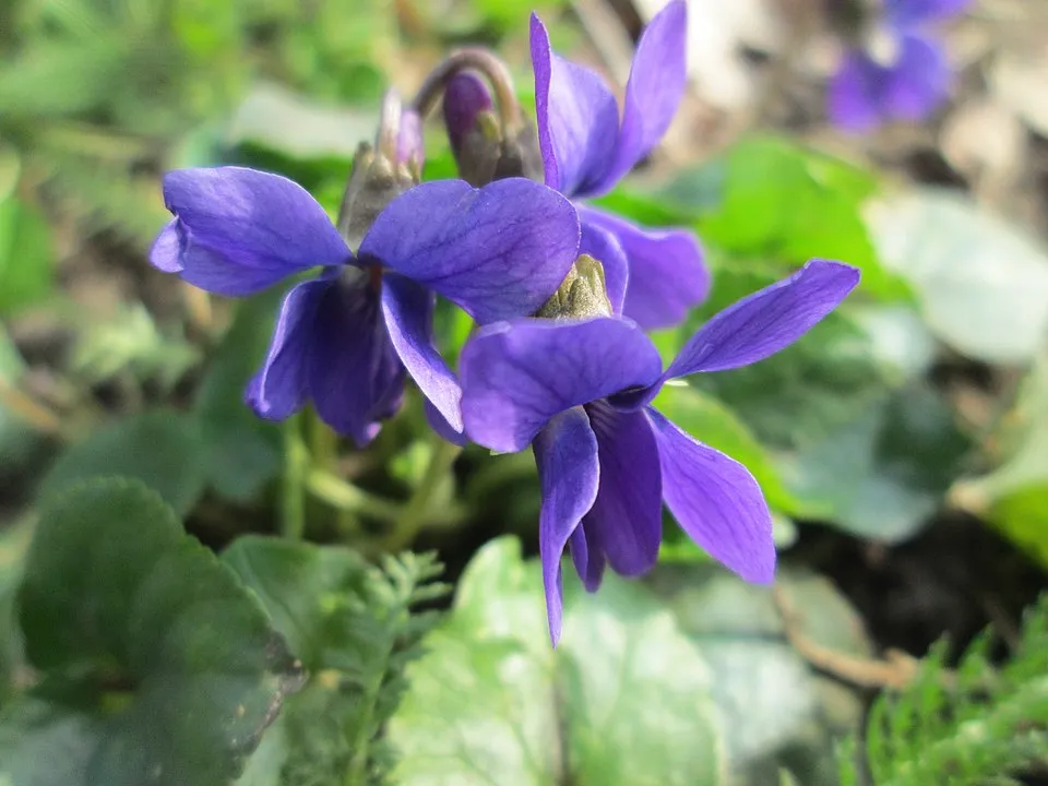 Wood Violet