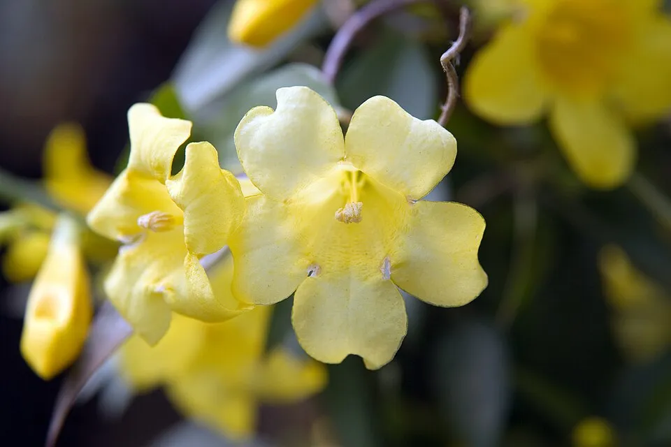 Yellow Jessamine