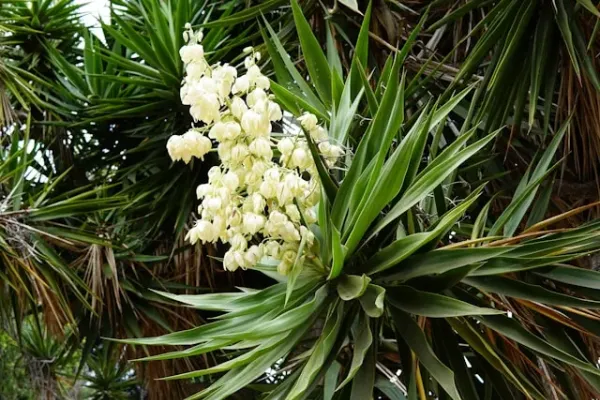 Yucca Flower