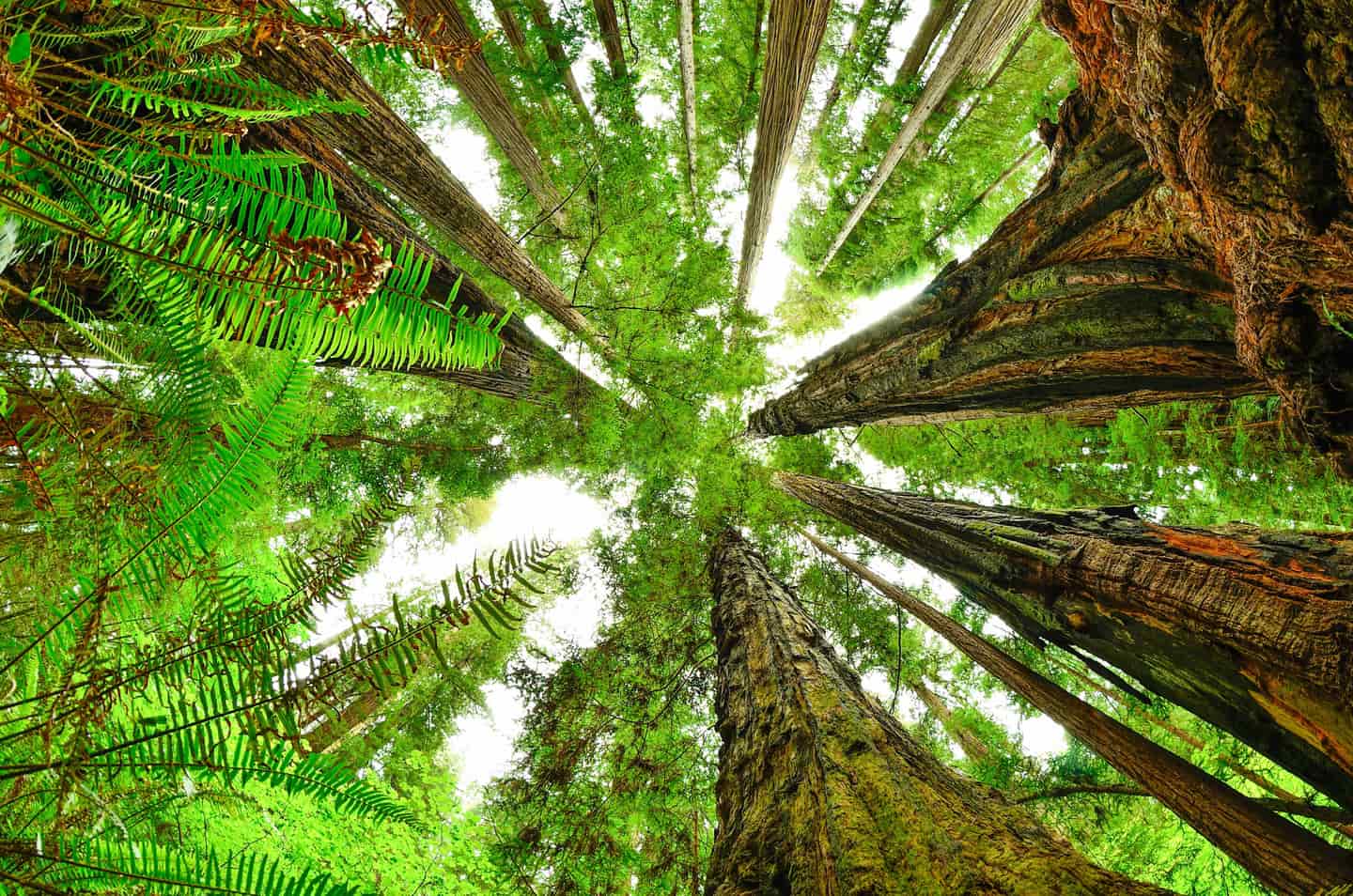 Redwood National Park