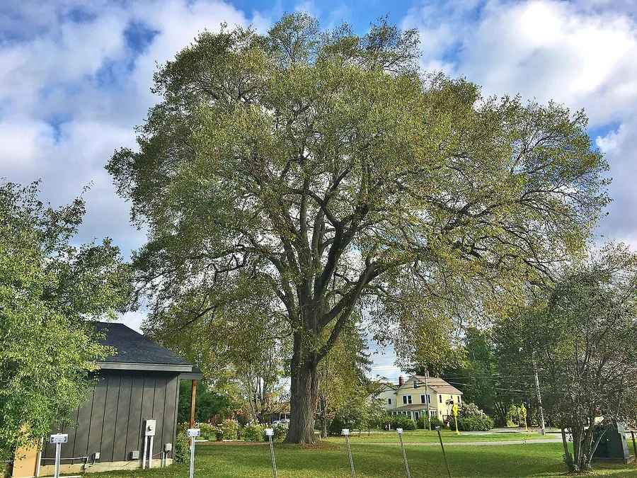 American Elm