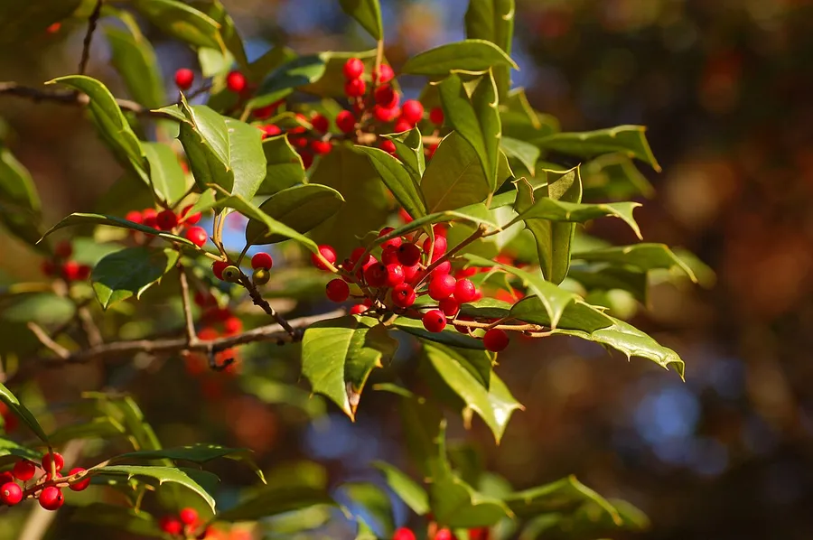 American Holly