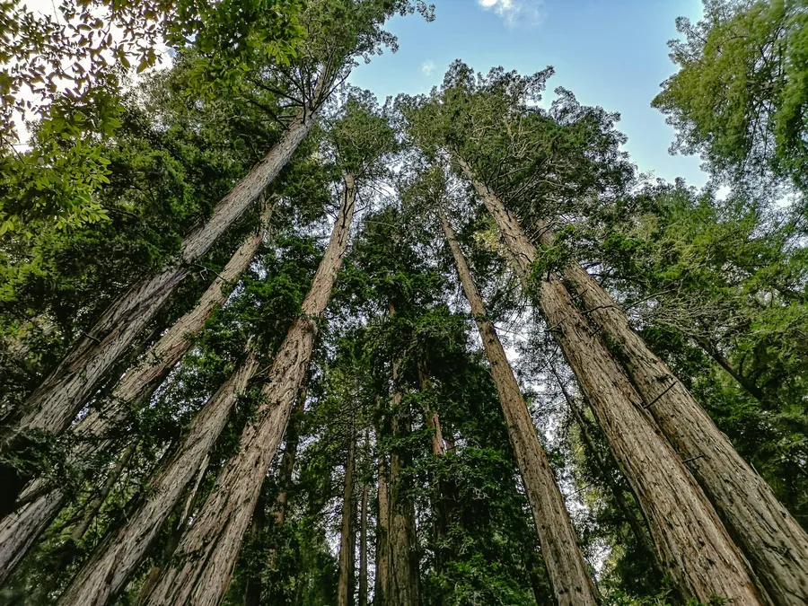 California Redwood
