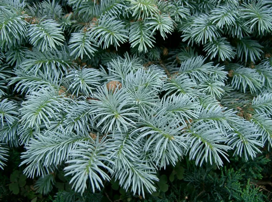 Colorado Blue Spruce