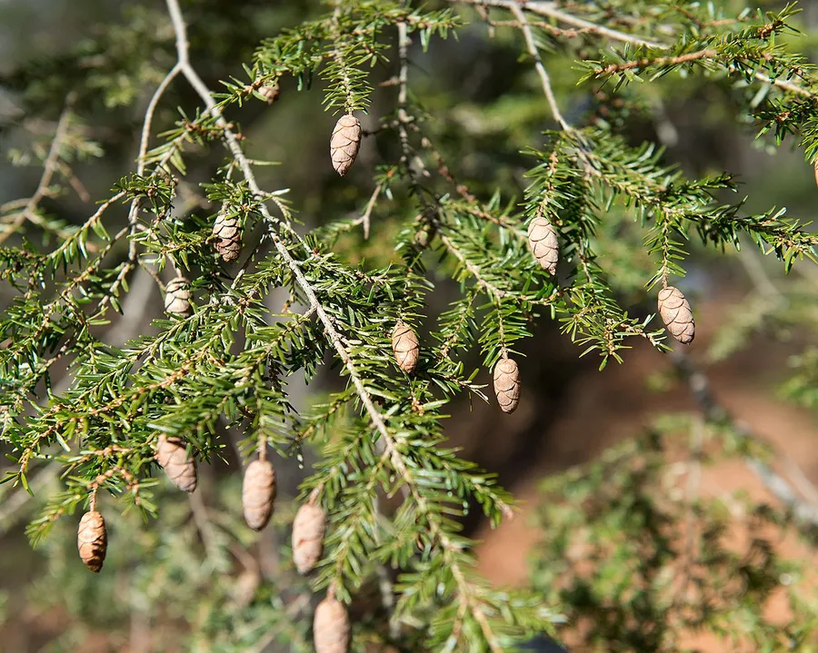 Eastern Hemlock