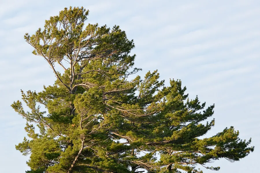 Eastern White Pine
