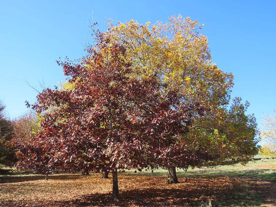 Northern Red Oak