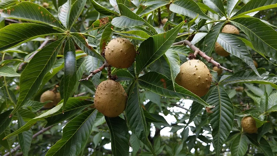 Ohio Buckeye