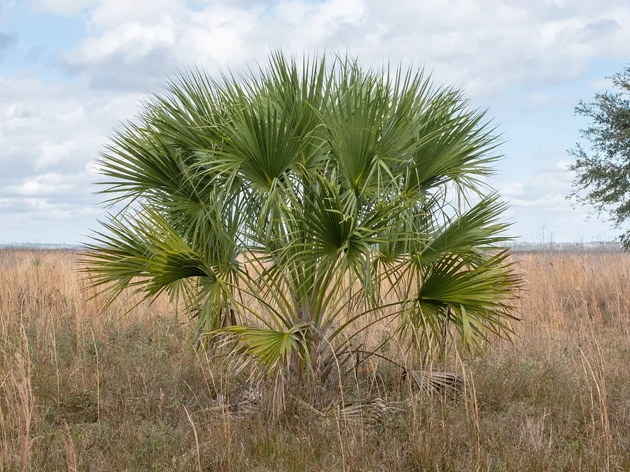 Palmetto